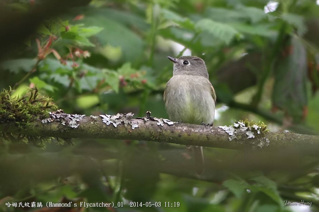 哈姆氏蚊霸鶲 (Hammond's Flycatcher)_01.jpg