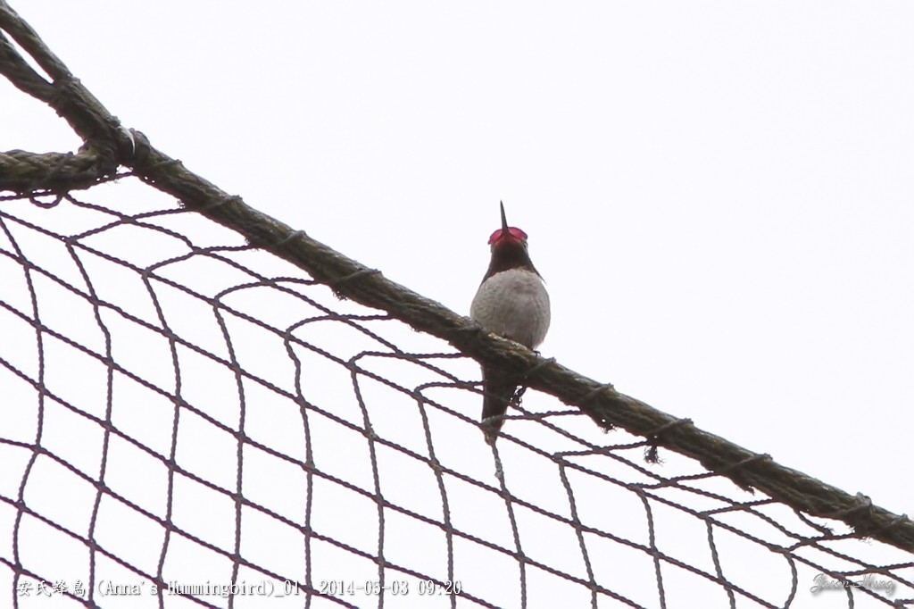 安氏蜂鳥 (Anna's Hummingbird)_01.jpg