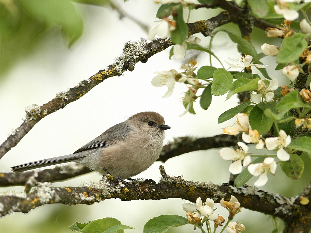 bushtit.jpg