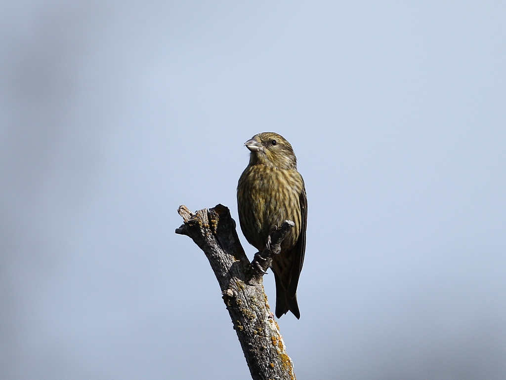 red crossbill2.jpg