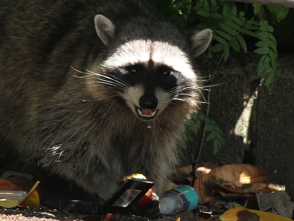 racoon2.jpg