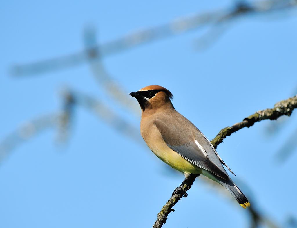 Cedar Waxwing.JPG