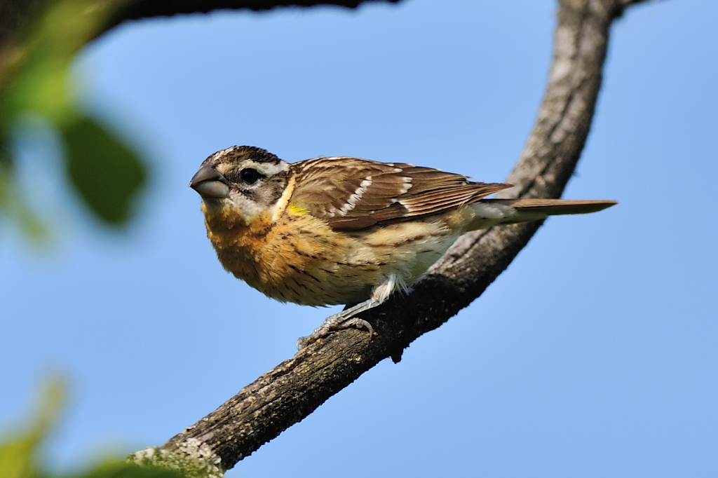 Black-headed Grosbeak(F).JPG