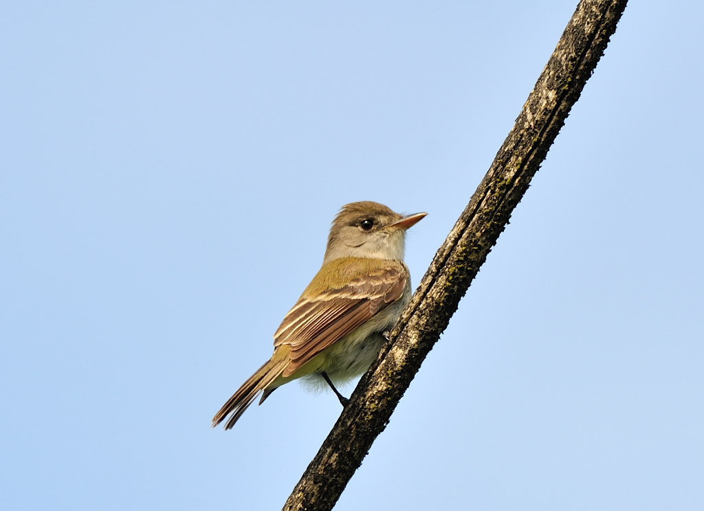 Willow Flycatcher.JPG