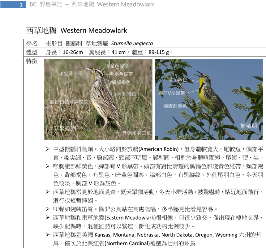 438 西草地鷚 Western Meadowlark-1.jpg