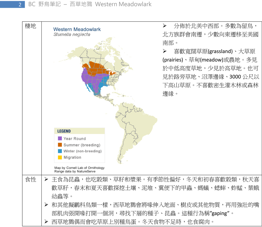 438 西草地鷚 Western Meadowlark-2.jpg