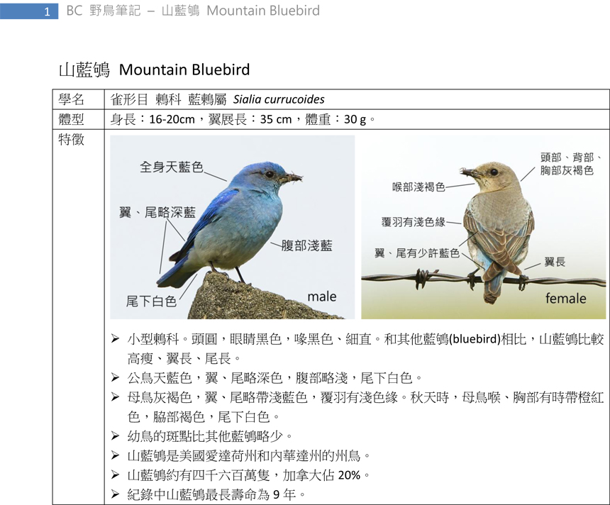 342 山藍鴝 Mountain Bluebird-1.jpg