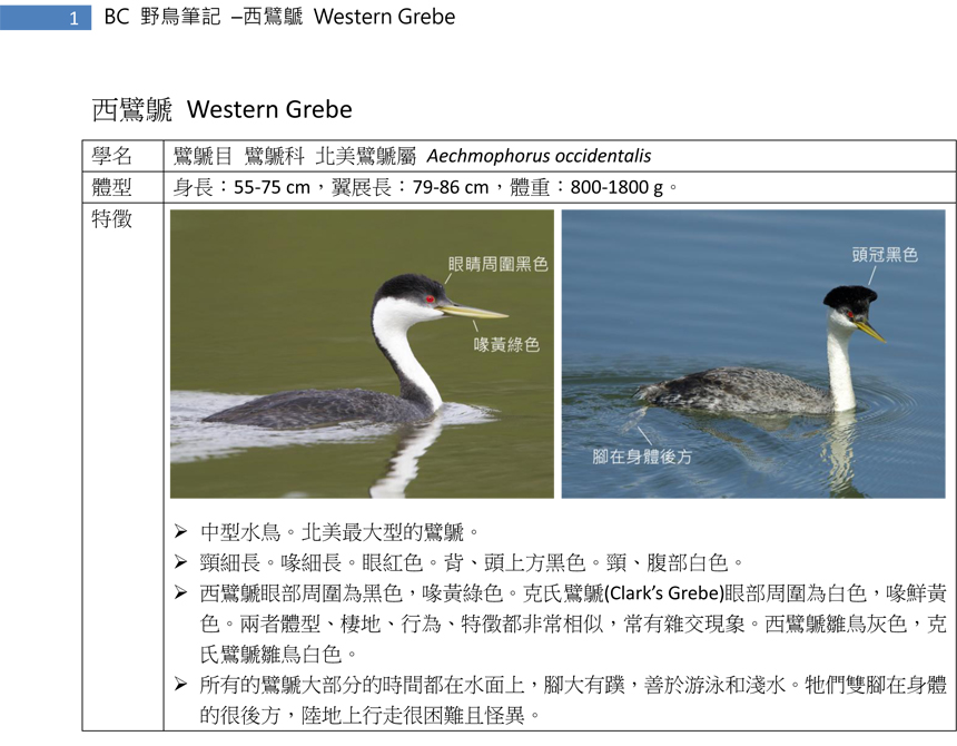 32-1 西鷿鷈 Western Grebe-1.jpg