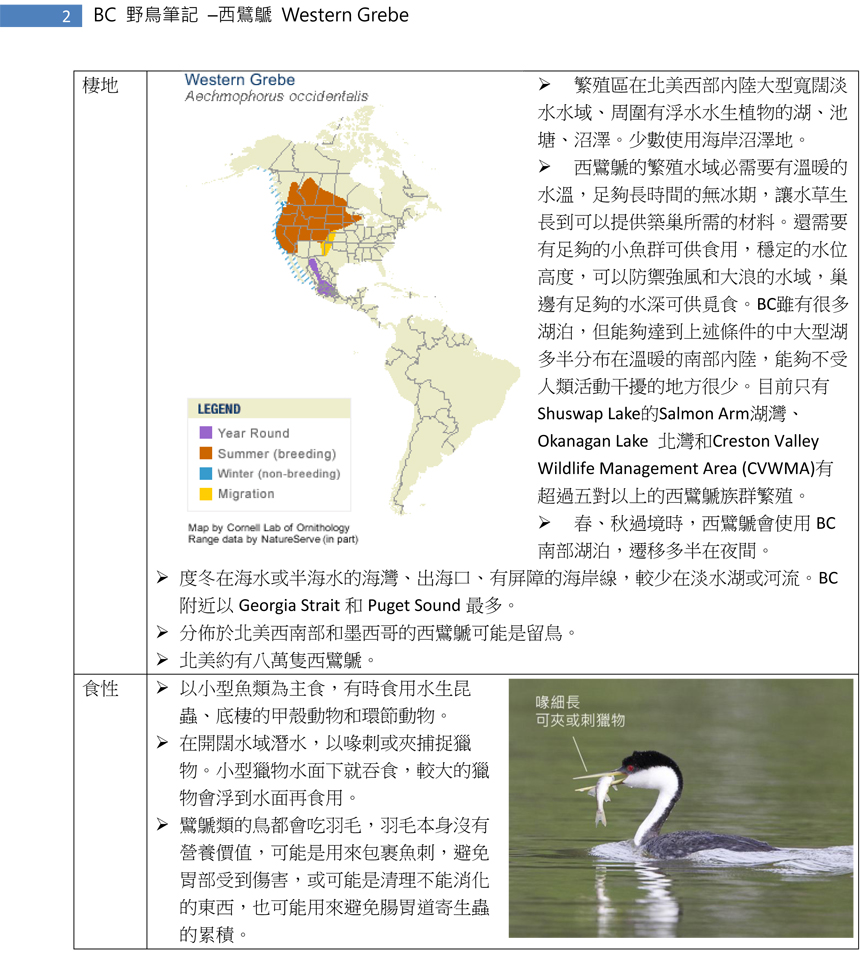 32-1 西鷿鷈 Western Grebe-2.jpg