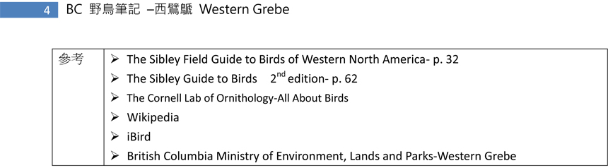 32-1 西鷿鷈 Western Grebe-4.jpg