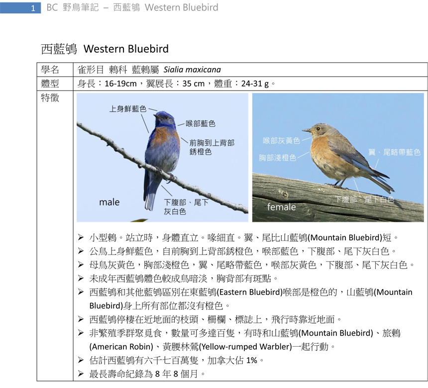 343 西藍鴝 Western Bluebird-1.jpg