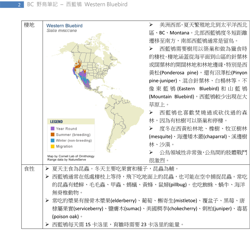 343 西藍鴝 Western Bluebird-2.jpg