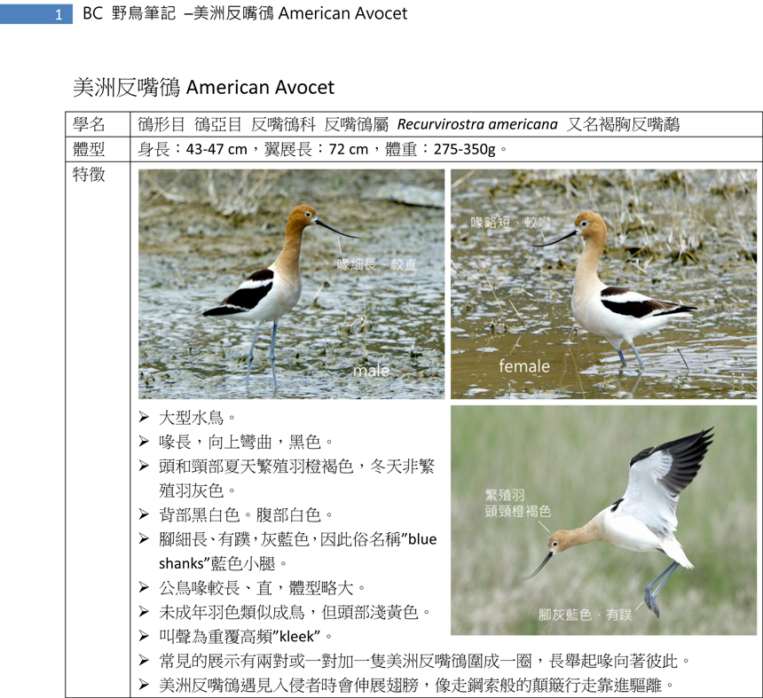 149-2 美洲反嘴鴴 American Avocet-1.jpg