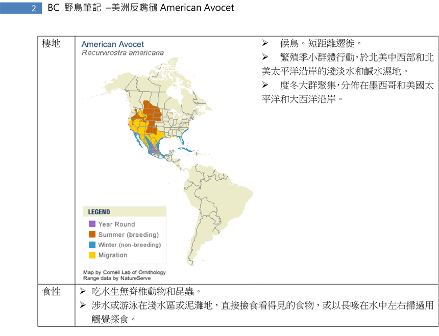 149-2 美洲反嘴鴴 American Avocet-2.jpg
