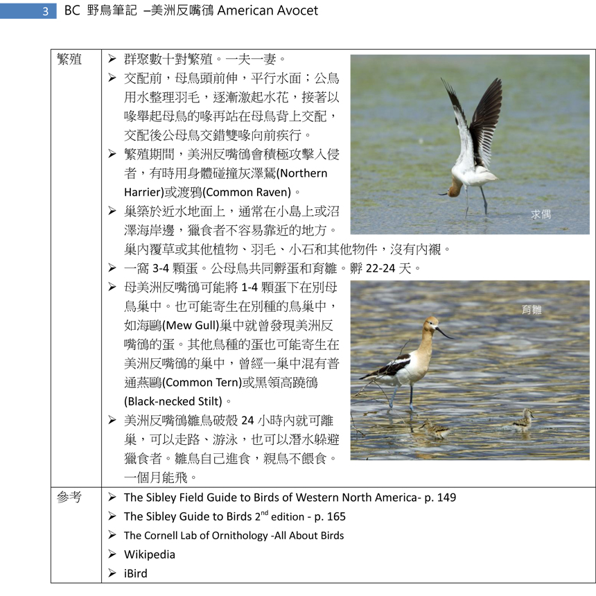 149-2 美洲反嘴鴴 American Avocet-3.jpg