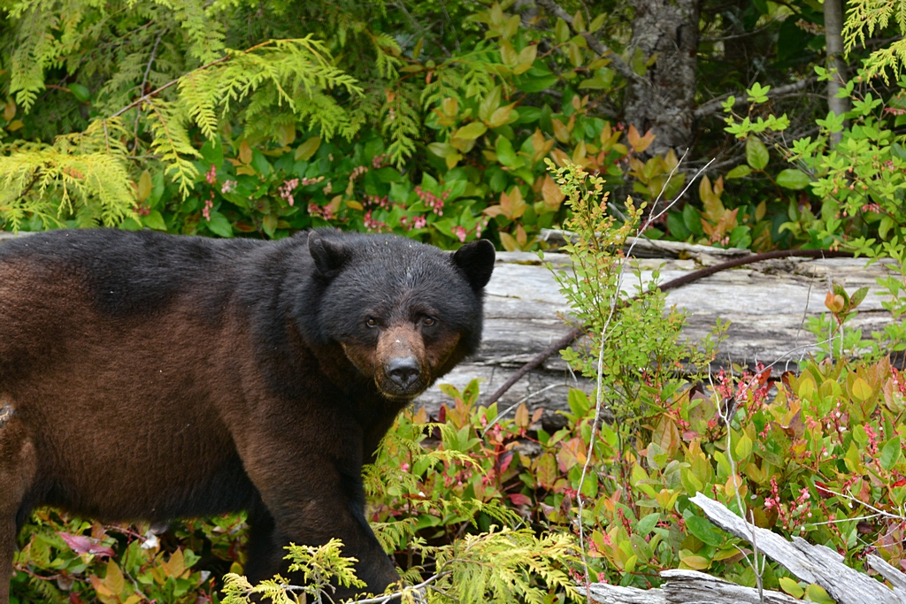 black bear.jpg