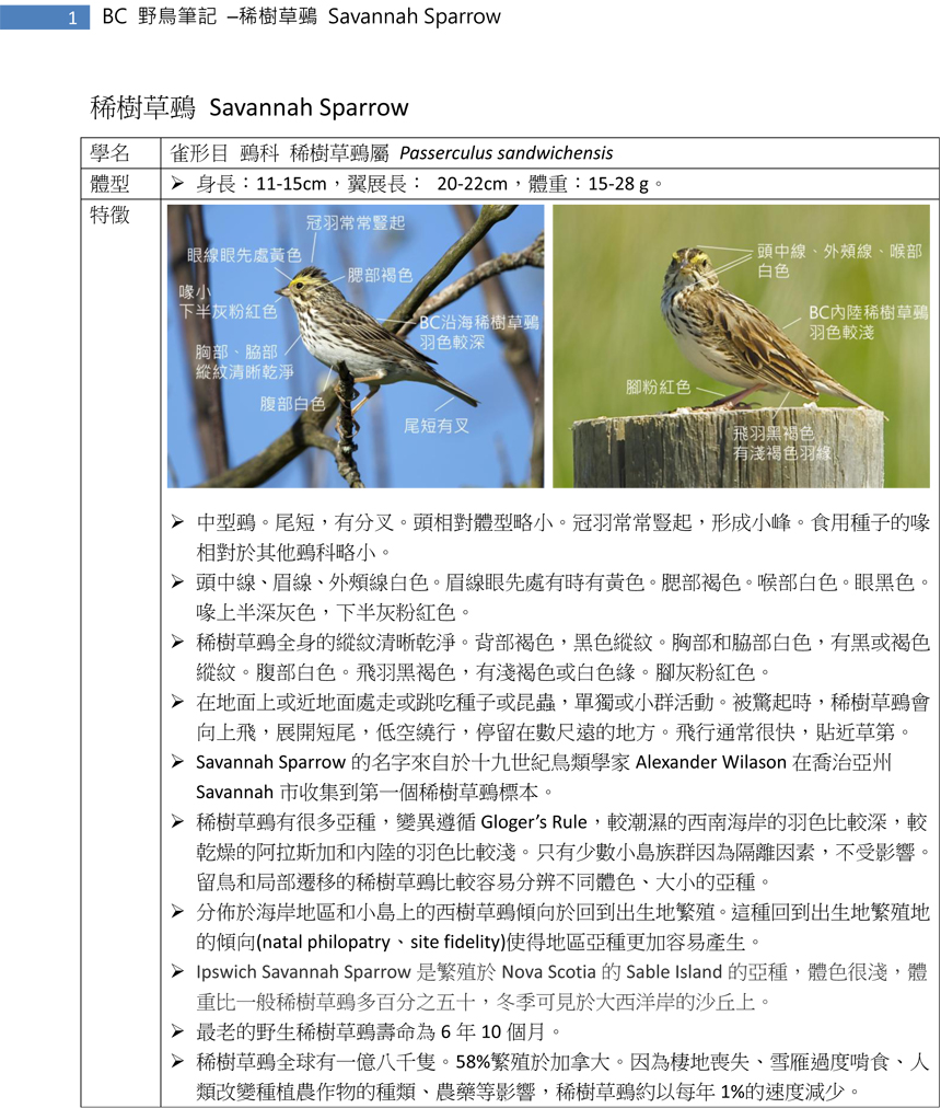 417 稀樹草鵐 Savannah Sparrow-1.jpg