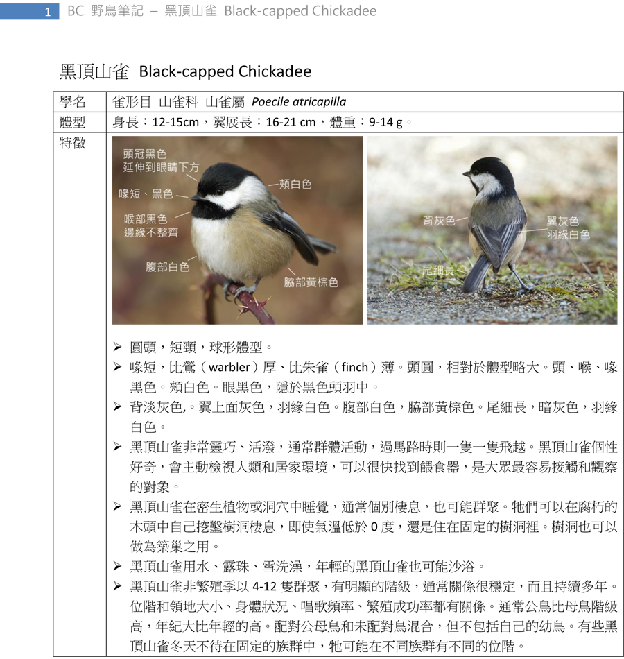 320-1 黑頂山雀 Black-capped Chickadee-1.jpg