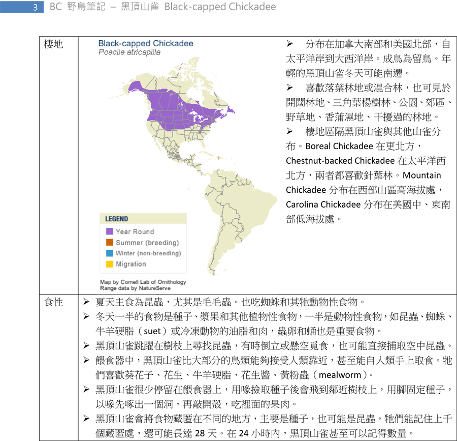 320-1 黑頂山雀 Black-capped Chickadee-3.jpg