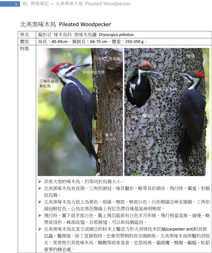 273 北美黑啄木鳥 Pileated Woodpecker-1.jpg