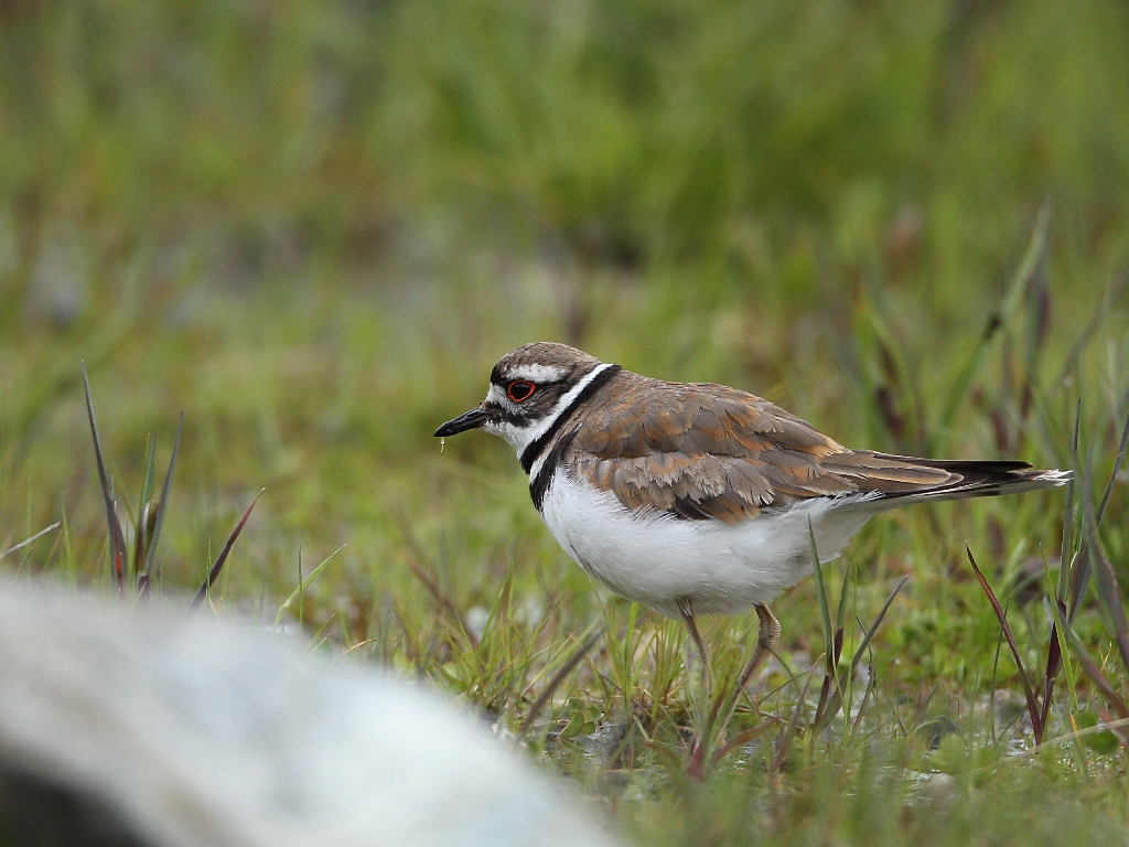 killdeer.jpg