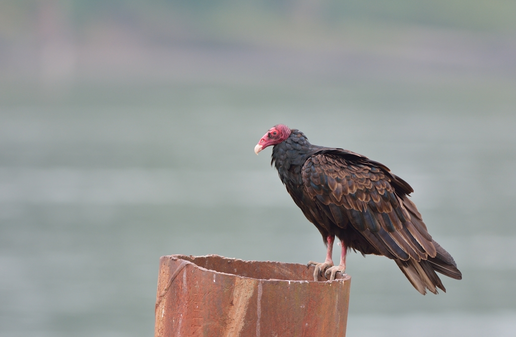 Turkey Vulture.JPG