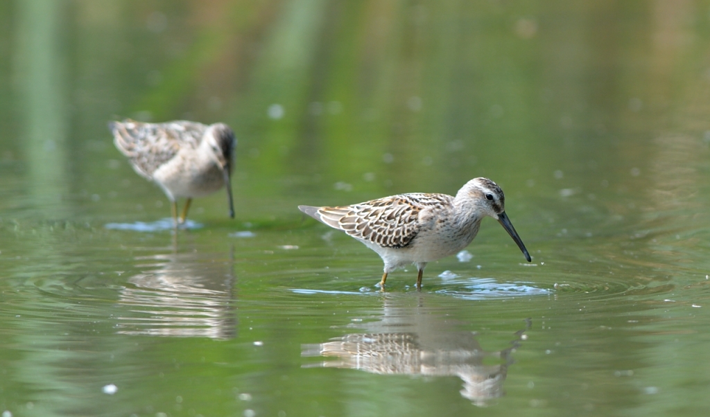 Stilt Sandpiper.JPG