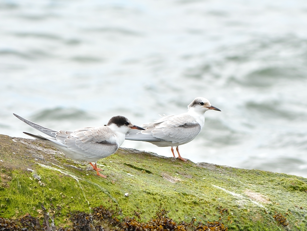 Common Tern 1.JPG