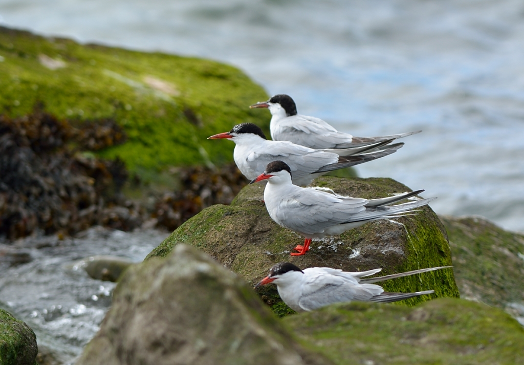 Common Tern.JPG