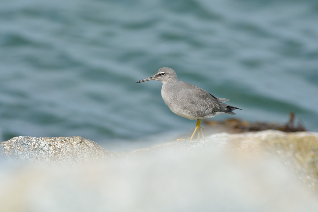 Wandering Tattler.JPG