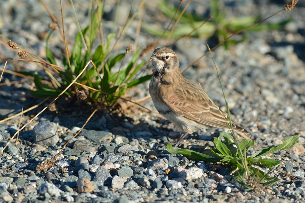 Horned Lark.JPG