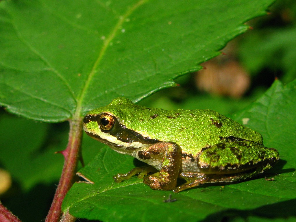 pacific tree frog.jpg