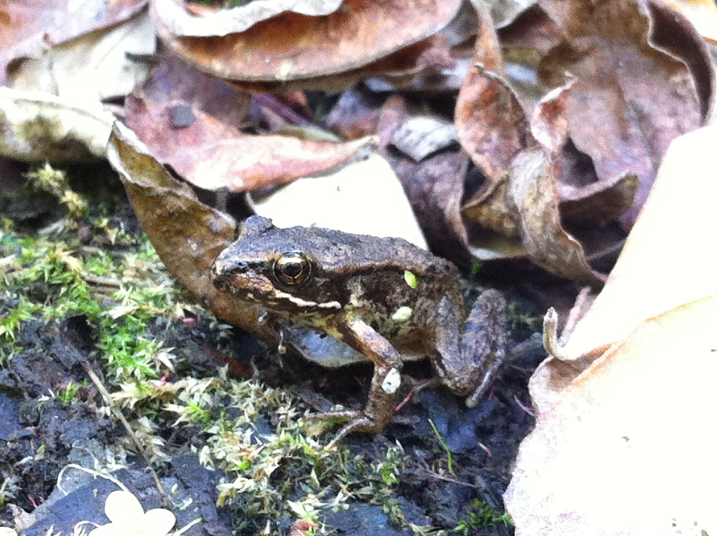 red legged frog.jpg