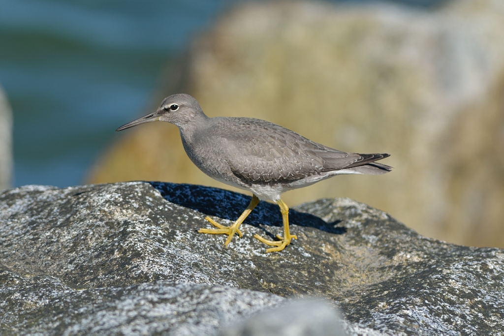 Wandering Tattler.JPG