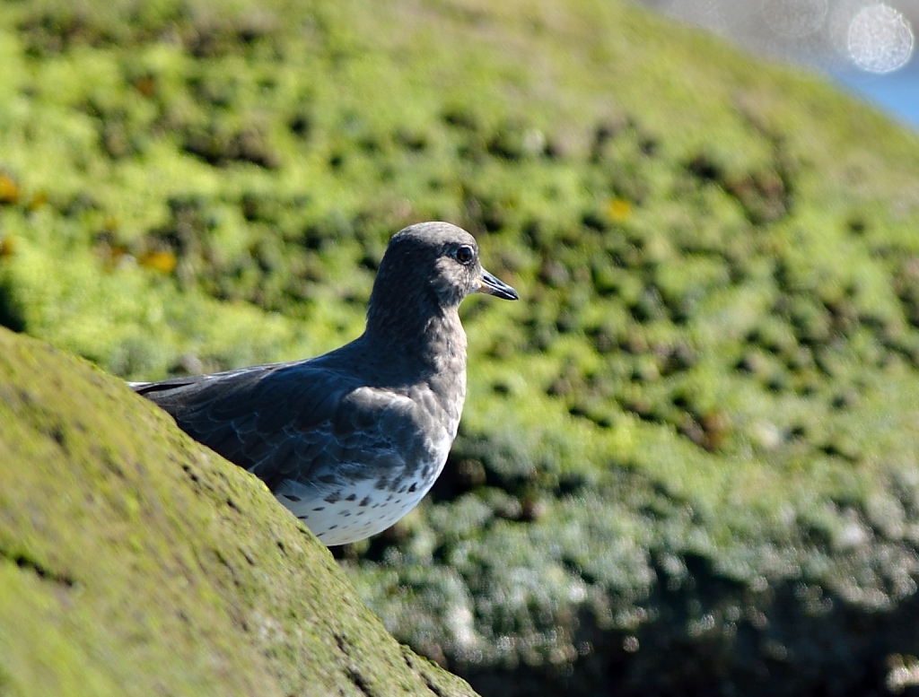 Surfbird.JPG