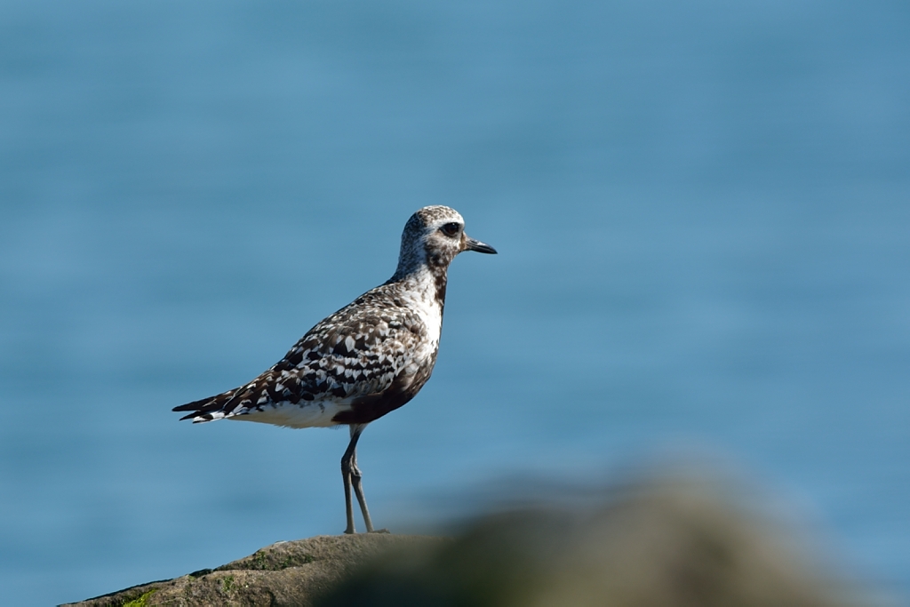 Black-bellied Plover.JPG