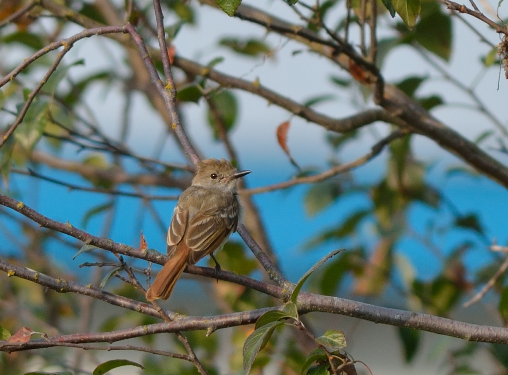 Ash-throate Flycatcher.JPG