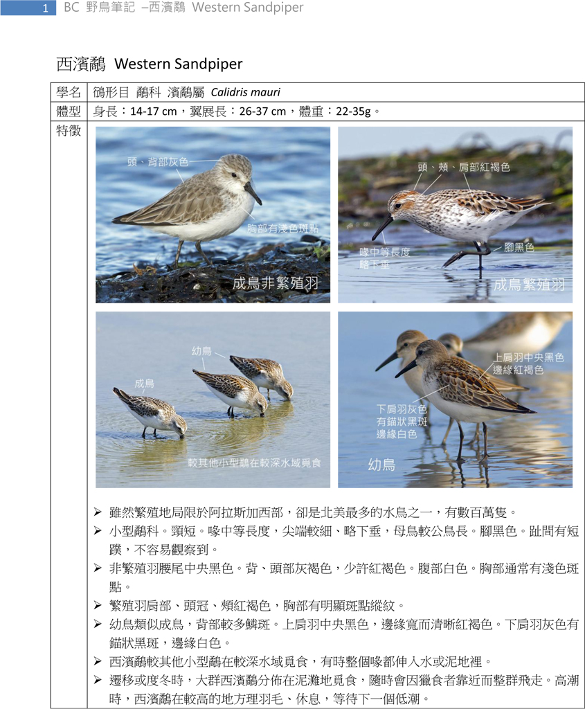 166-2 西濱鷸 Western Sandpiper-1.jpg