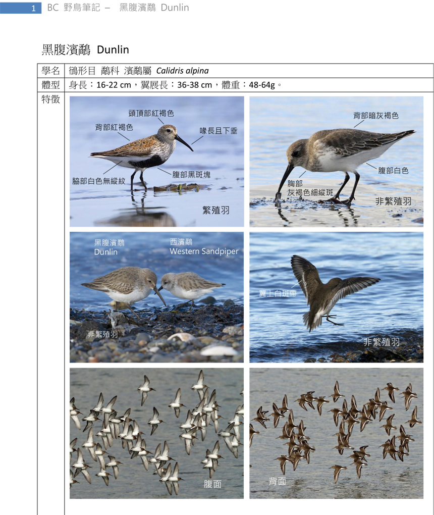 164-1 黑腹濱鷸 Dunlin-1.jpg