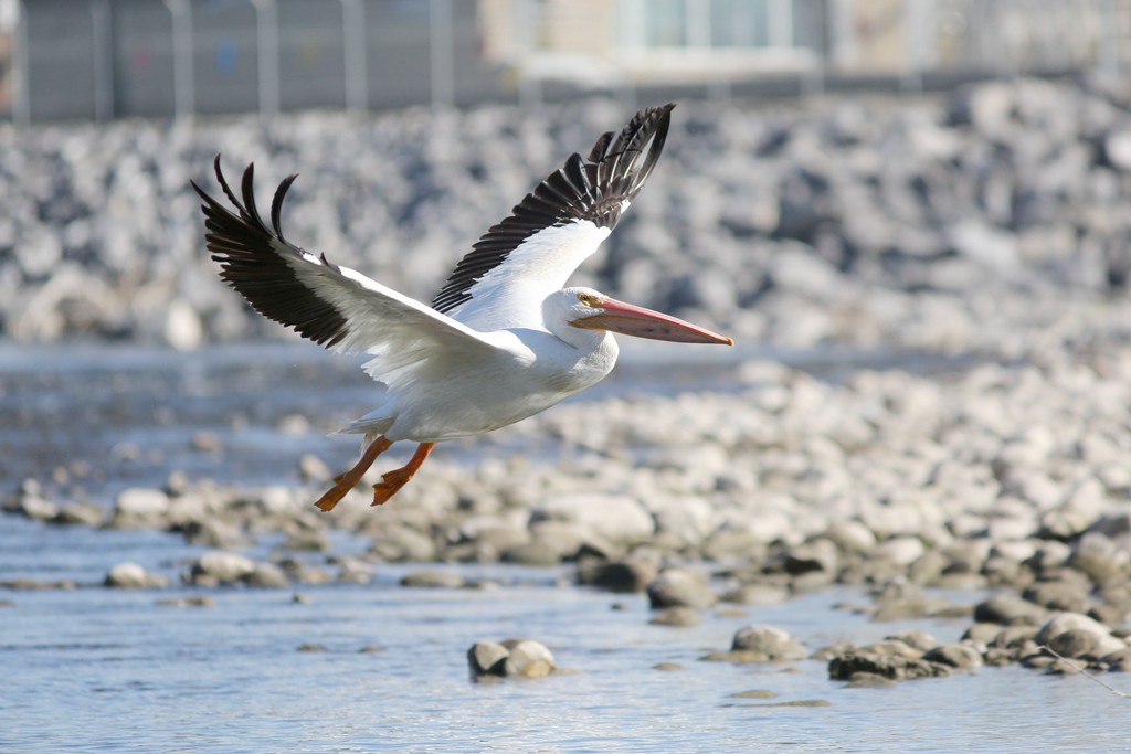 American White Pelican.jpg