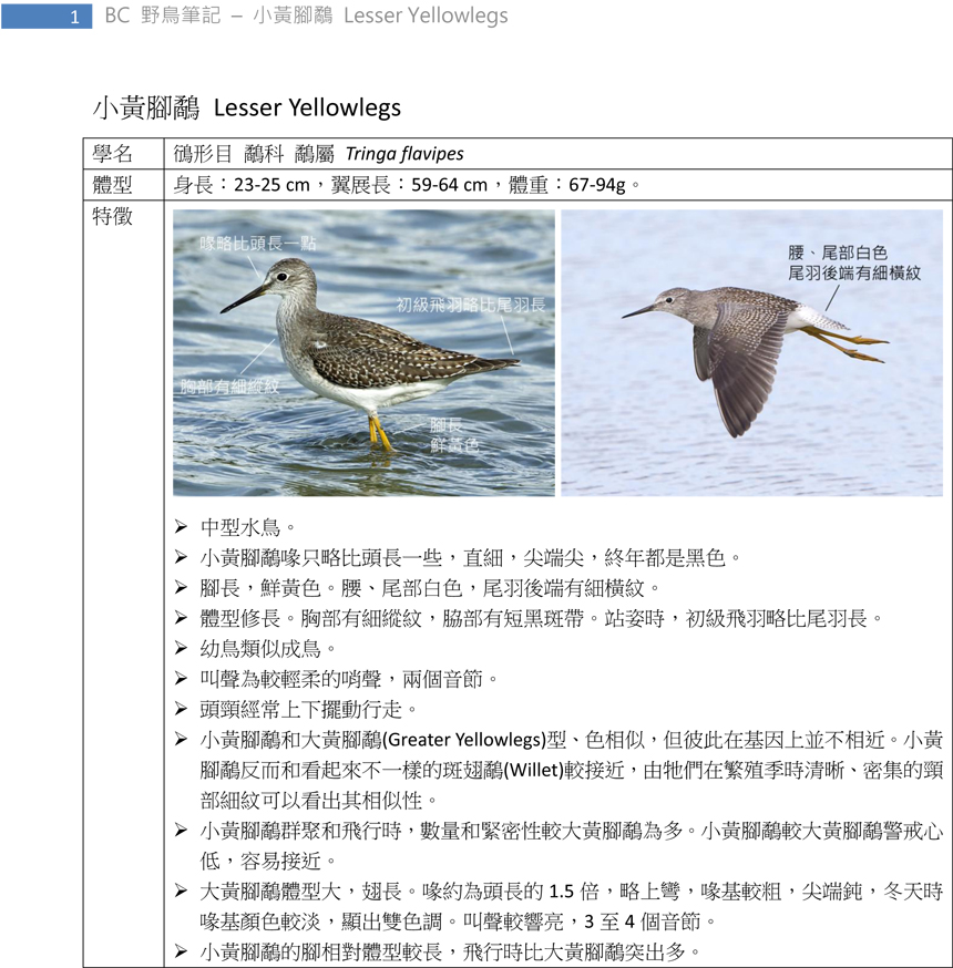 153-1 小黃腳鷸 Lesser Yellowlegs-1.jpg