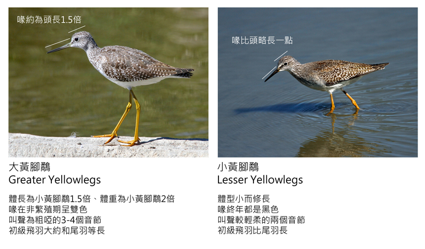 Greater vs Lesser Yellowlegs-1.jpg