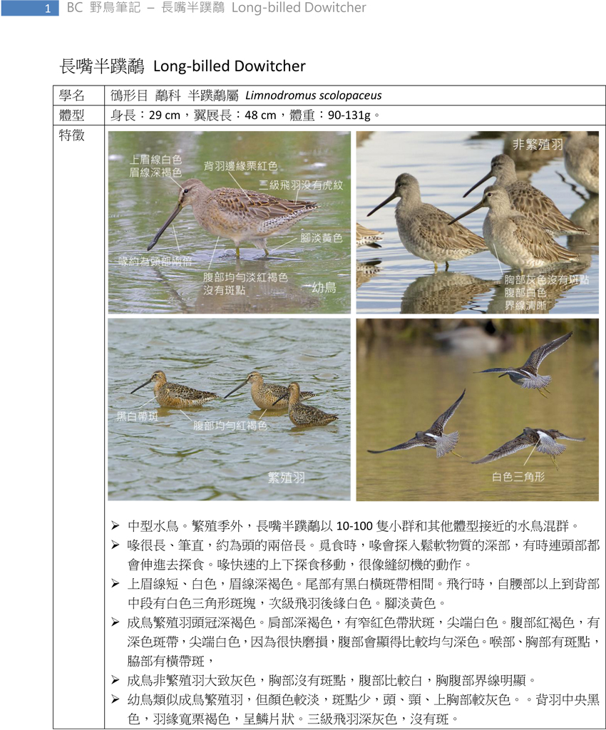 170 長嘴半蹼鷸 Long-billed Dowitcher-1.jpg