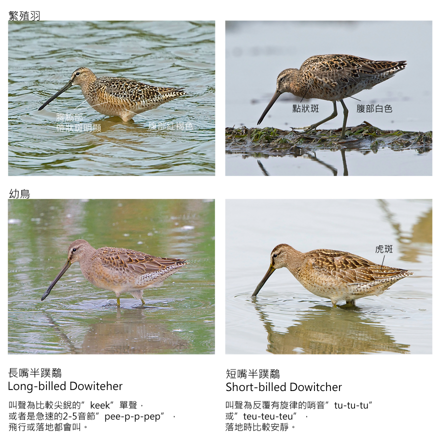 Long-billed vs Short-billed Dowitcher-1.jpg