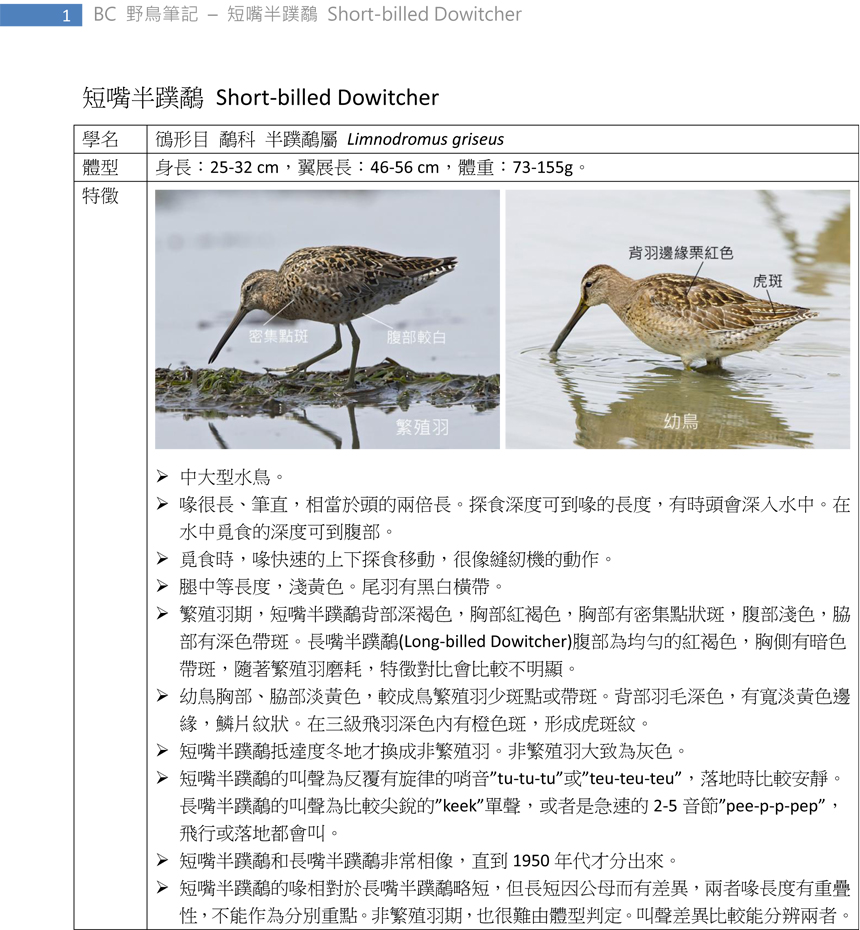 171 短嘴半蹼鷸 Short-billed Dowitcher-1.jpg