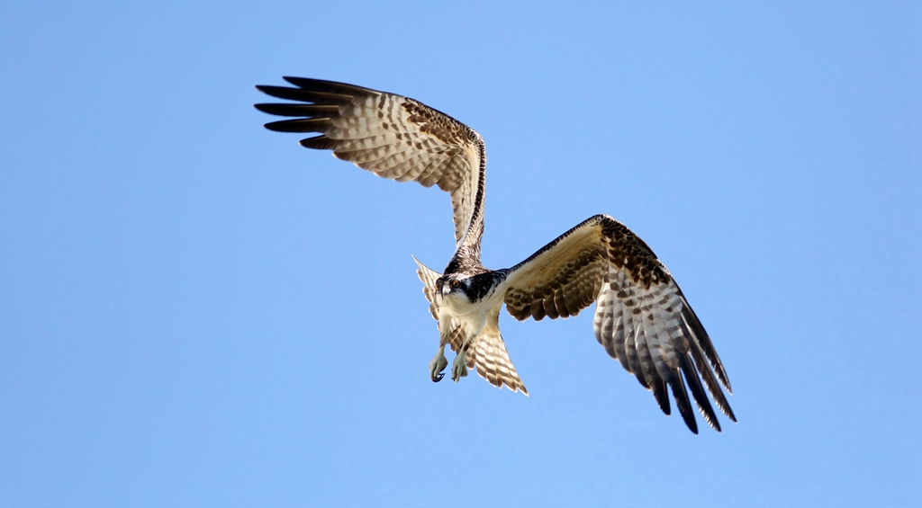 Osprey1_副本.jpg