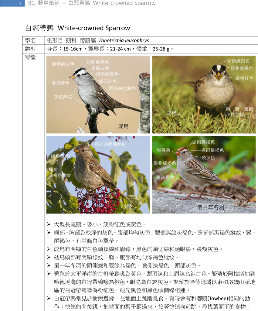 428 白冠帶鵐 White-crowned Sparrow-1.jpg