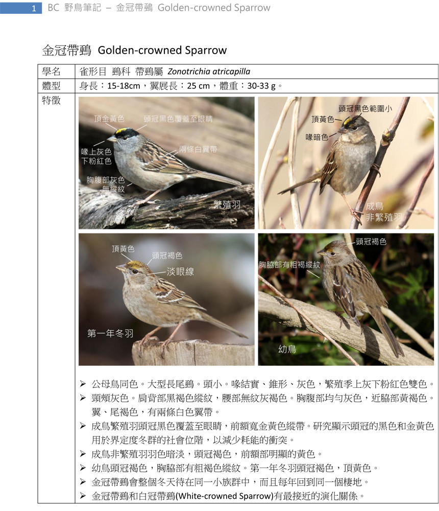 429 金冠帶鵐 Golden-crowned Sparrow-1.jpg