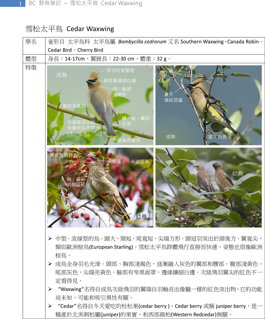 361 雪松太平鳥 Cedar Waxwing-1.jpg