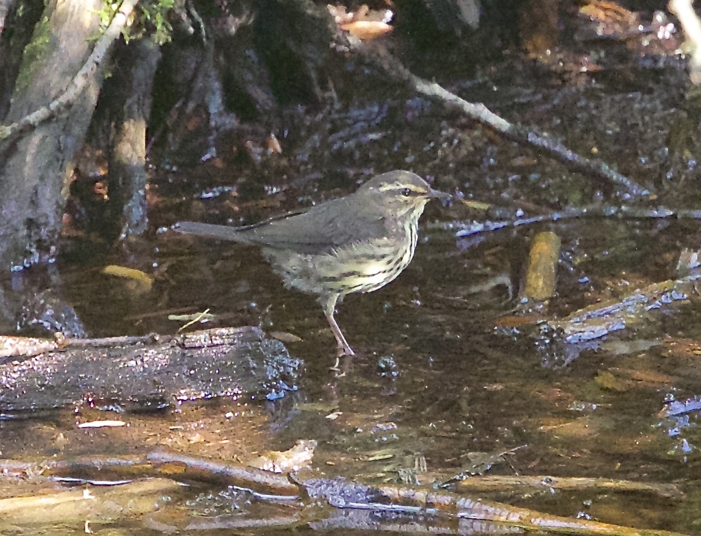 waterthrush.jpg